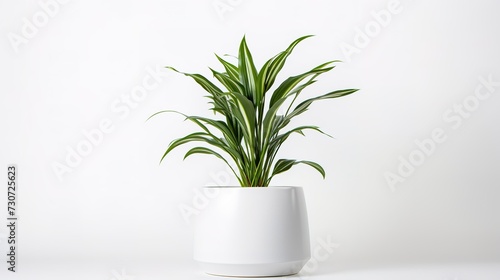 Green succulent in pot on white background generative ai  
