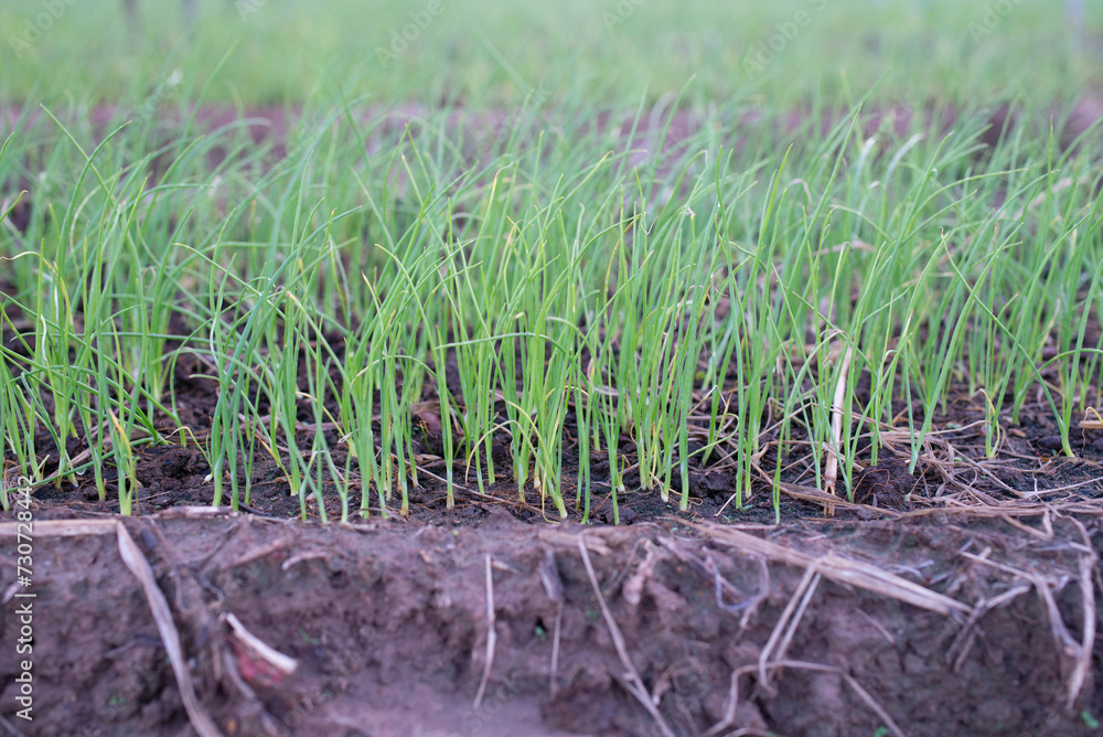 row of onion tree in the field
