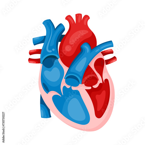 Isolated realistic human heart vector illustration graphic template