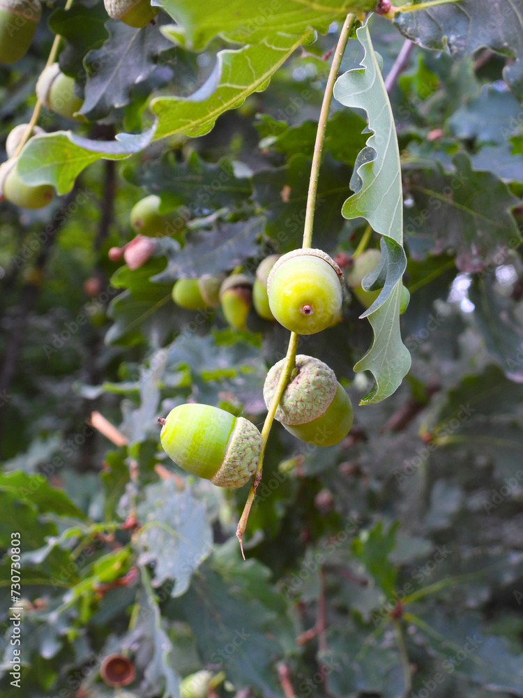 Obraz premium green acorns on the tree