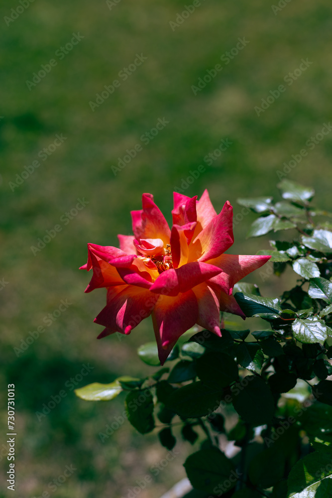 Red and orange Garden Rose flower in full bloom with green leaves and green grass background. Selective approach. Spring and flowering concept