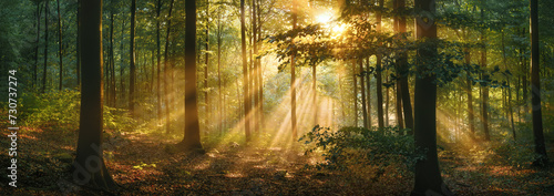 Enchanting sunlight through mist woodlands scenery with amazing golden sunrays illuminating the panoramic view. A tranquil landscape photo of natural beauty. © Smileus