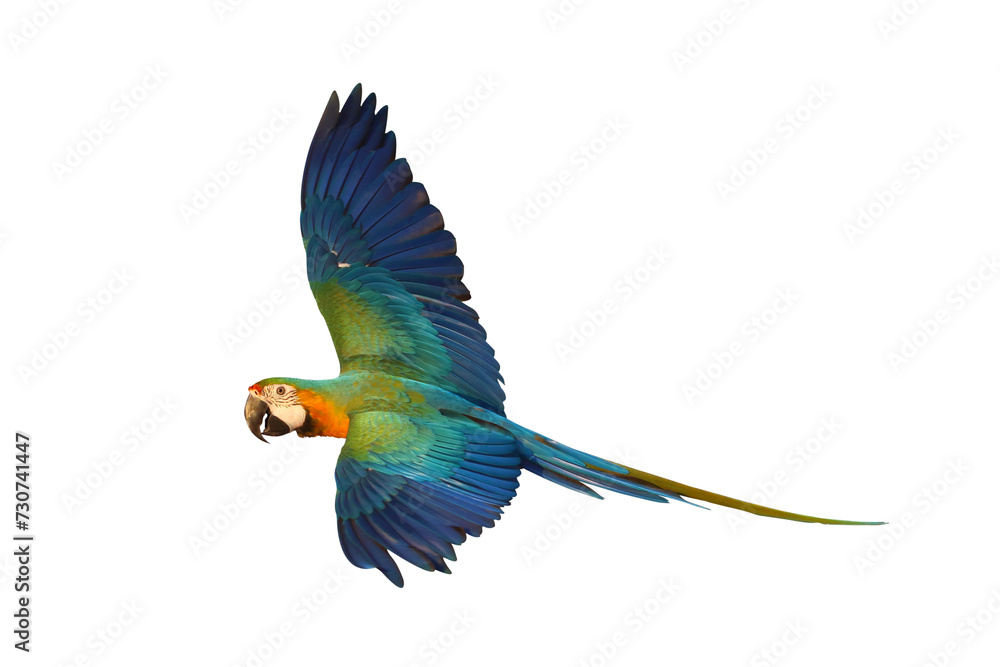 Colorful flying parrot isolated on transparent background png file	