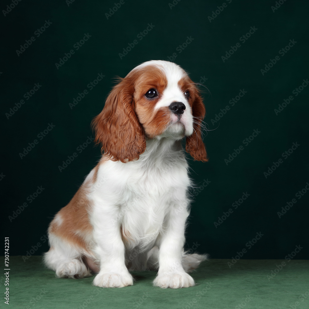 Cute cavalier king charles spaniel puppy on a green background Cute cavalier king charles spaniel puppy on a green background