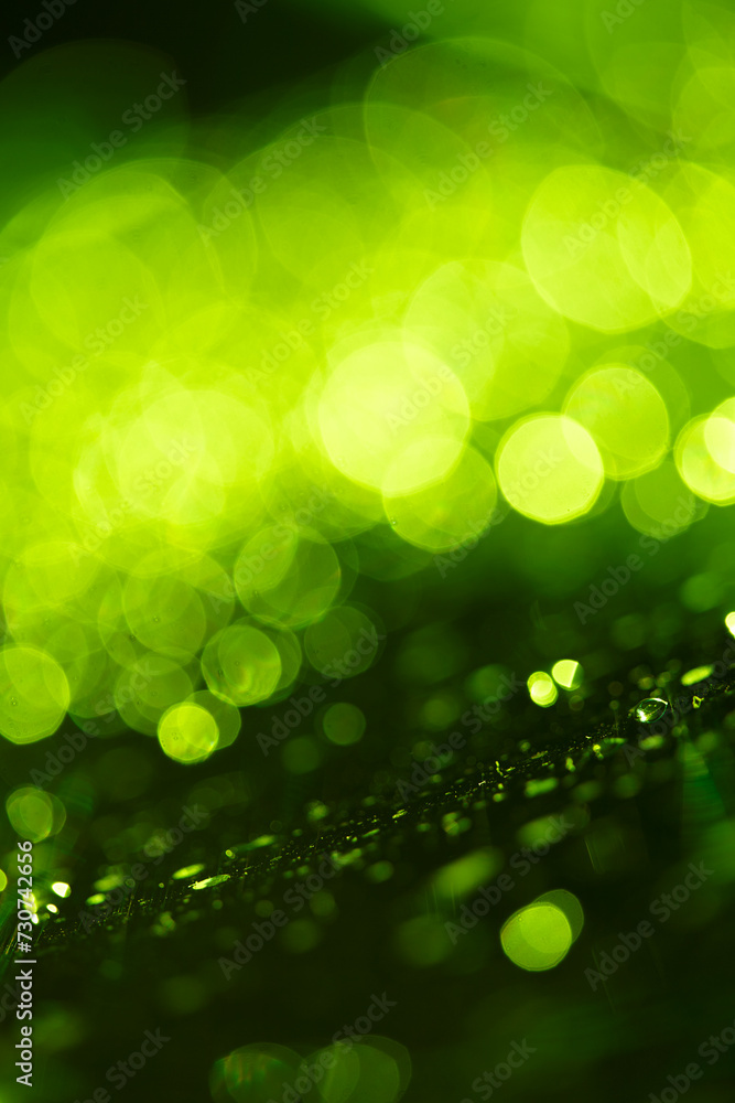 Fototapeta premium green blur background, holiday texture