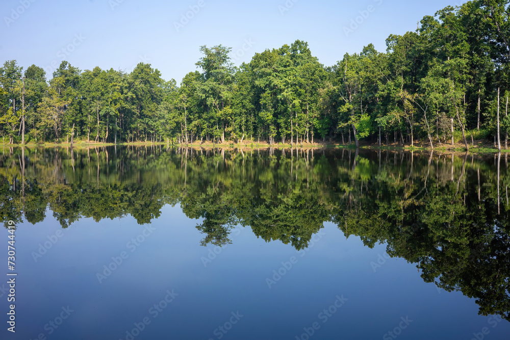 Still waters of a serene pond in Chitwan National Park reflect the lush greenery of the surrounding forest, creating a stunning symmetrical view. Still waters of a serene pond in Chitwan National Park reflect the lush greenery of the surrounding forest, creating a stunning symmetrical view.