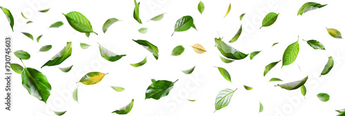 Isolate leaves movement falling slow down on transparent backgrounds 3d render png