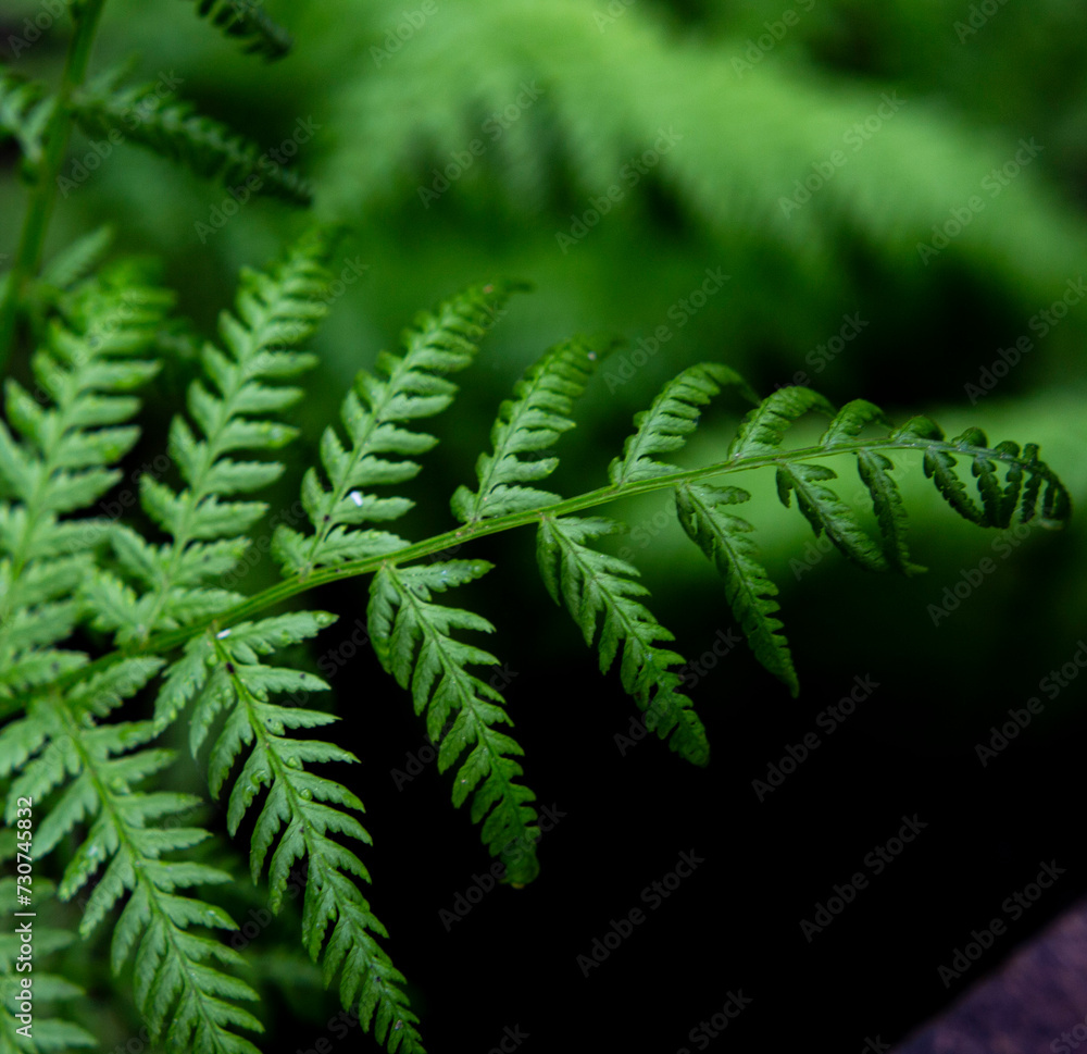 Green fern Green fern