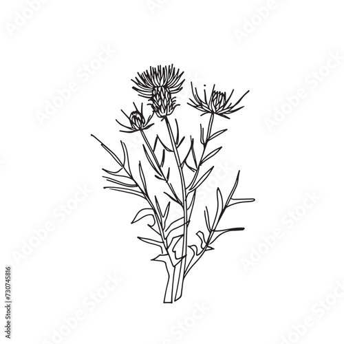 Elegant line drawing of a scottish thistle. Illustration for invites and cards