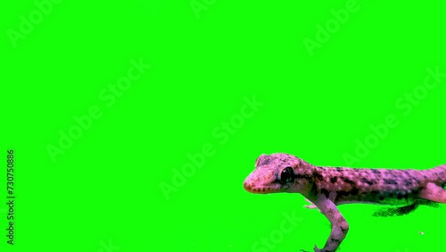 Green Screen Lizard Jump. Transparent Background for Easy Compositing