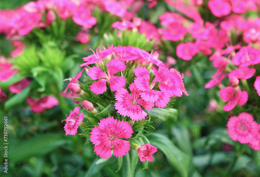Closeup of Bunch of Gorgeous Pink Dianthus Flowers Blooming in the Sunlight Closeup of Bunch of Gorgeous Pink Dianthus Flowers Blooming in the Sunlight