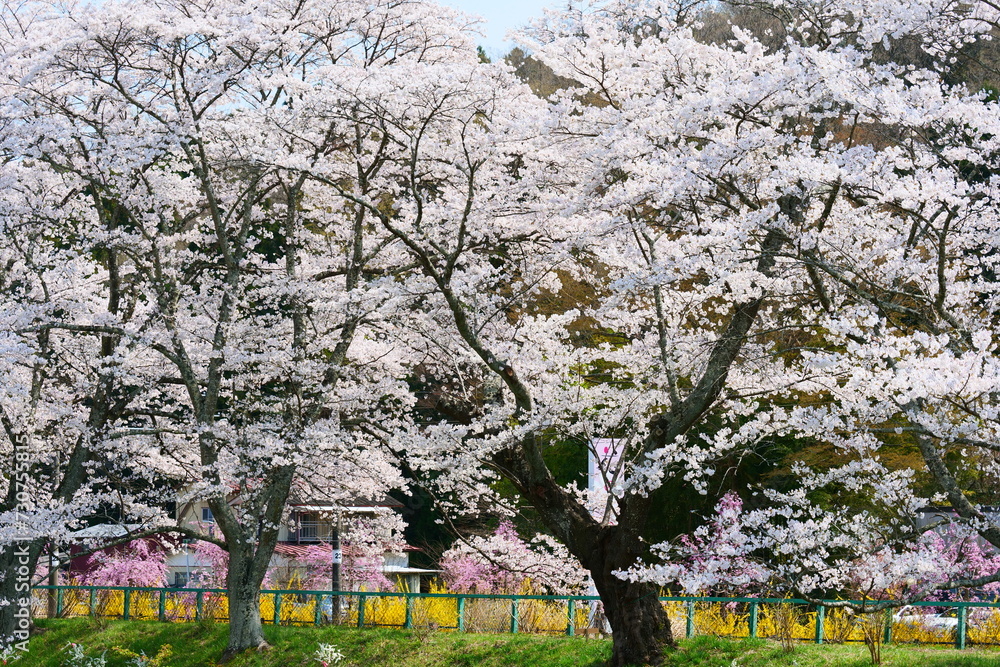 Fototapeta premium 白石川一目千本桜。大河原、宮城、日本。4月上旬。
