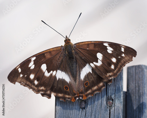 White Admiral Butterfly photo