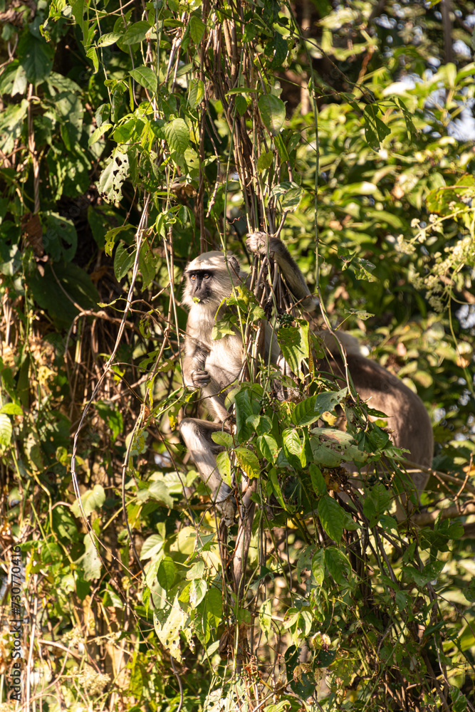 Grey langur monkey hanging from some vines on Nepal jungle