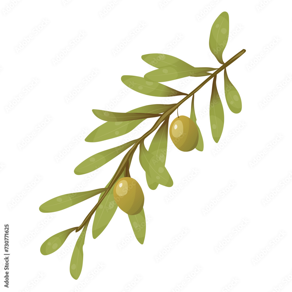 Obraz premium Vector illustration with olives. A branch with green olives and leaves