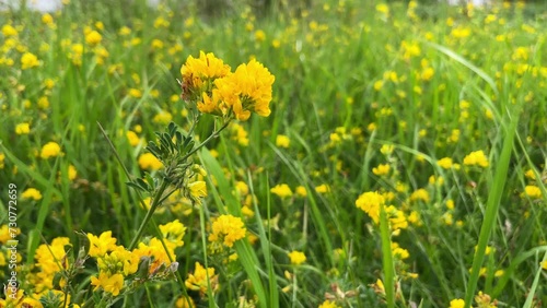 Yellow Alfalfa sickle, Medicago falcata blooms in nature. photo