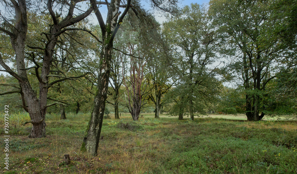 Peat fields at Forest at Mensinge estate Roden Drenthe Netherlands.  Fall. Autumn. 