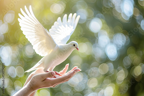 Pair of hands releasing a white dove