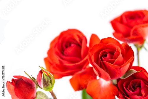 Red roses isolated on white backgroung