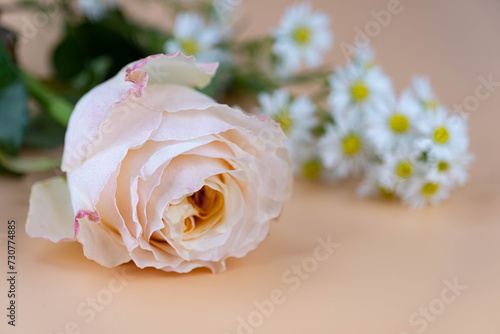 Soft pink color rose with blur white Gypsophila  around isolated on old-rose color background