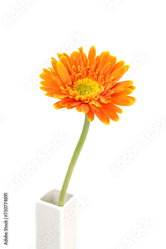 Orange color gerbera flower in white small vase isolated on white background