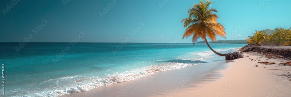 Palm Tree Turquoise Ocean Water Beautiful, Background Banner HD