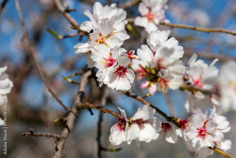 Almond trees fully bloom, in white, pink, and magenta colors, in winter tyme in Spain Almond trees fully bloom, in white, pink, and magenta colors, in winter tyme in Spain