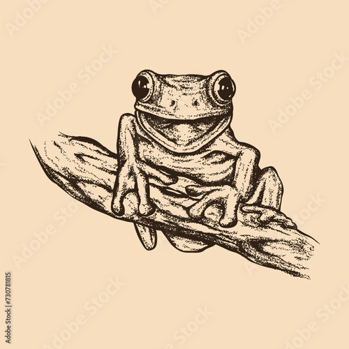 red eyed tree frog hand drawn. Vintage engraving. Pointillism style. Vector illustration