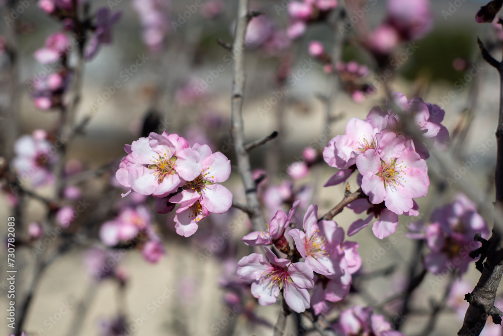Almond trees fully bloom, in white, pink, and magenta colors, in winter tyme in Spain Almond trees fully bloom, in white, pink, and magenta colors, in winter tyme in Spain