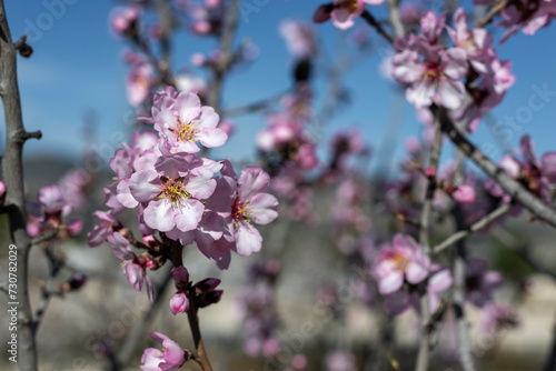 Almond trees fully bloom, in white, pink, and magenta colors, in winter tyme in Spain © Guillermo