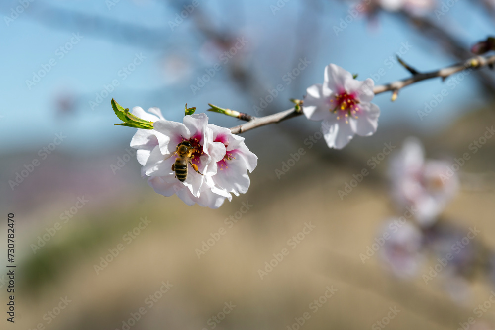 Almond trees fully bloom, in white, pink, and magenta colors, in winter tyme in Spain