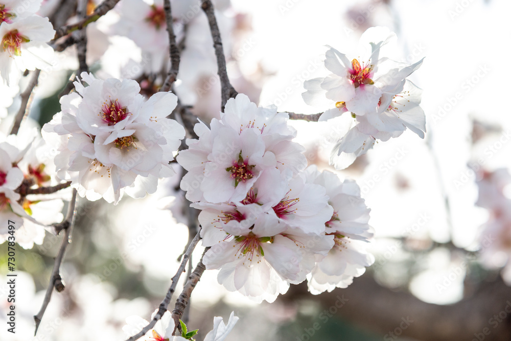 Fototapeta premium Almond trees fully bloom, in white, pink, and magenta colors, in winter tyme in Spain