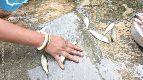 Indian woman hand cleaning fish. Rohu fish. It is a species of fish of the carp family. its other names rui fish, roho labeo, Labeo rohita. photo