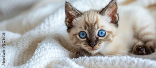 A Ragdoll cat, a small to medium-sized Felidae with blue eyes, is peacefully resting on a white blanket, showcasing its fawn-colored fur and delicate whiskers.