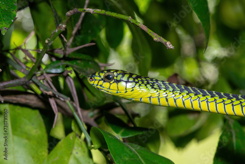 The vibrant colours of a highly venomous adult male boomslang (Dispholidus typus), also known as a tree snake or African tree snake