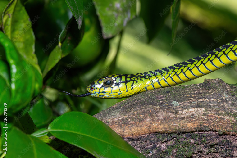Fototapeta premium The vibrant colours of a highly venomous adult male boomslang (Dispholidus typus), also known as a tree snake or African tree snake