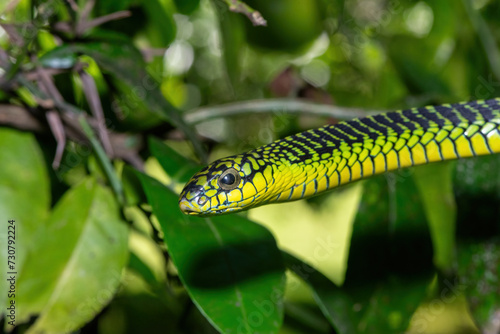 A beautiful male boomslang (Dispholidus typus), also known as a tree snake or African tree snake, displaying defensiveness in a tree in the wild 