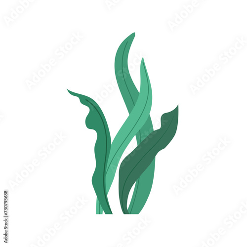 Green algae, sea grass, underwater seaweed plant isolated on white background. Vector illustration