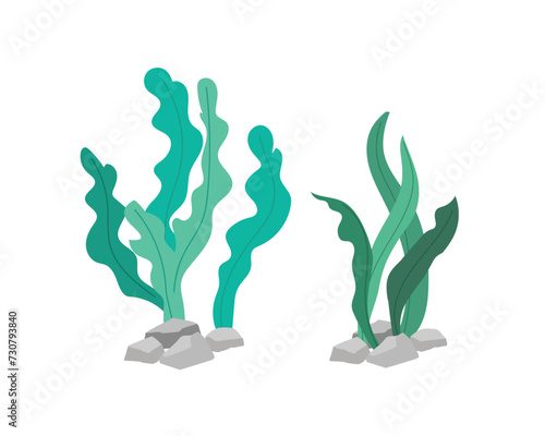 Green algae, sea grass, underwater seaweed plant isolated on white background. Vector illustration
