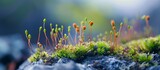 A detailed view of a terrestrial plant, moss, thriving on a rock in a natural landscape, adding beauty to the environment.