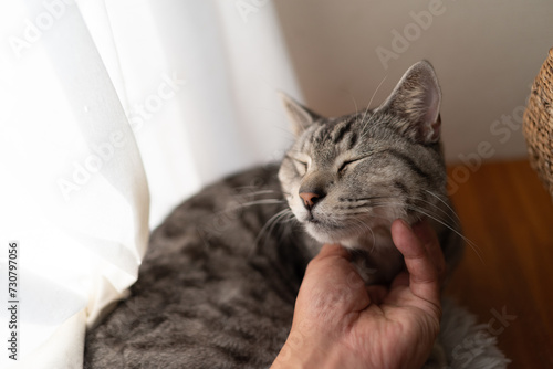 猫を撫でる サバトラ猫