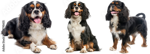 Happy black cavallier king charles spaniel bundle, lying, sitting and standing, isolated on a transparent background © Flowal93