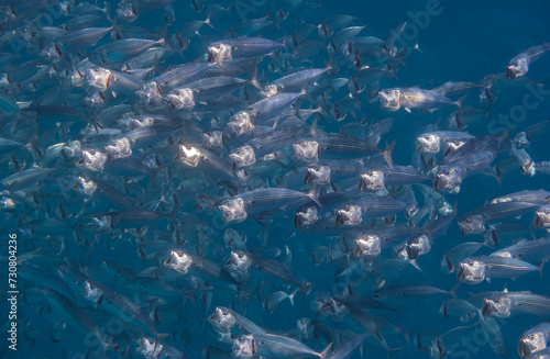 big swarm of bigmouth mackerels during snorkeling in the red sea