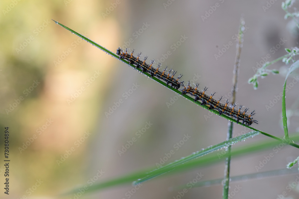 millipede insect on green grass with morning dew nature background millipede insect on green grass with morning dew nature background