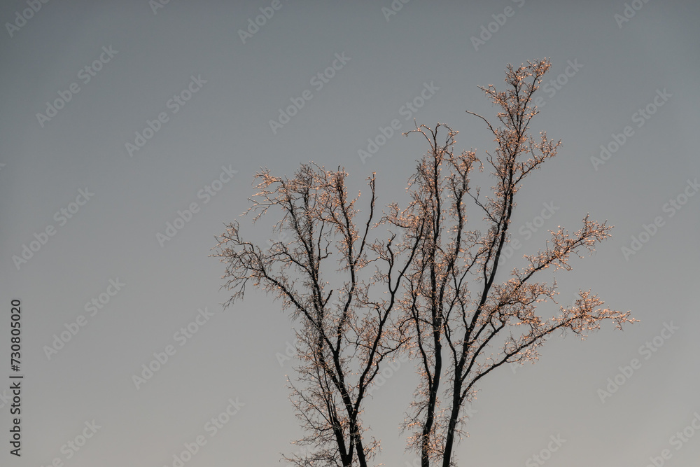 Obraz premium glowing frozen drops on a tree without leaves during sunset