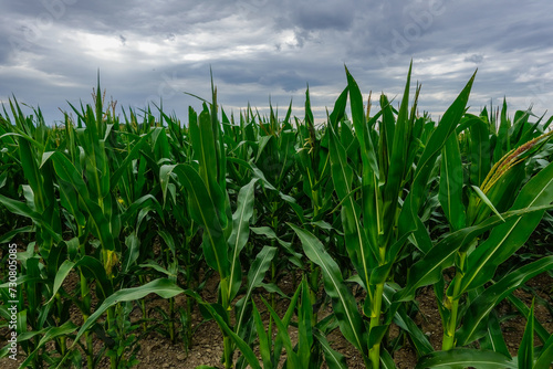 field with green corn and dark rainclouds during hiking