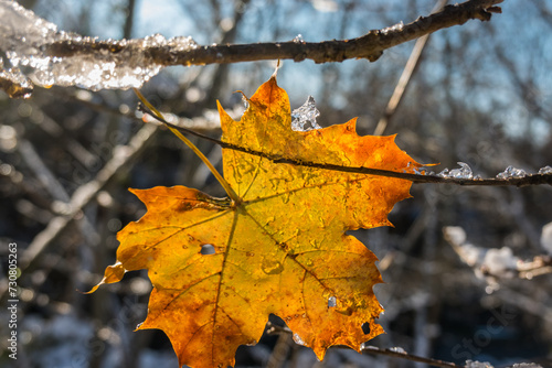 glowing orange leaf on a branch with sun and ice