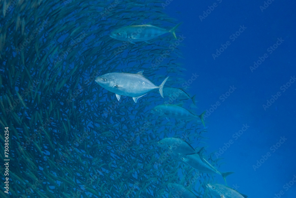 Fototapeta premium large predetory fishes in a huge school of little fishes in blue seawater