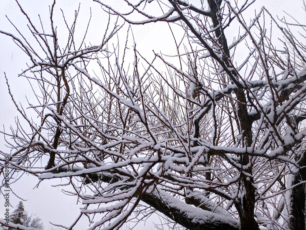 a lot of snow. winter. snow on the branches. winter nature. a lot of snow. winter. snow on the branches. winter nature.