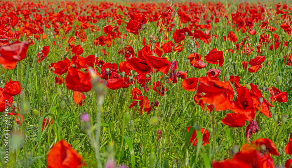 Fototapeta premium Red field of blooming poppies